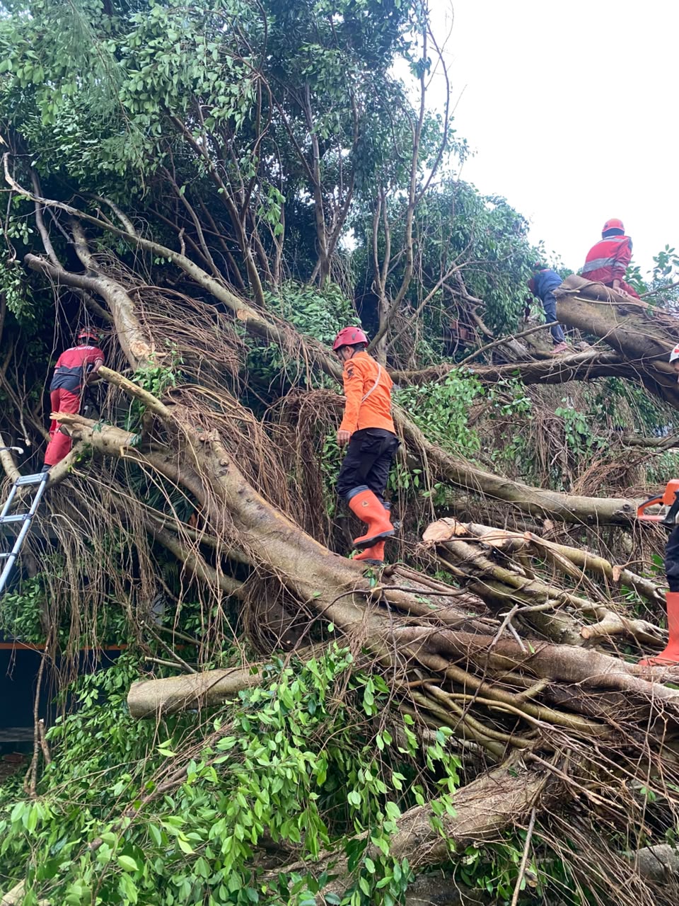 Hujan Deras dan Angin Kencang Tumbangkan Pohon Beringin di SMAN 1 Cicurug, 12 Kendaraan Rusak